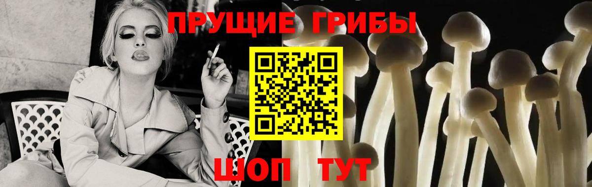 Псилоцибиновые грибы Psilocybe Керчь